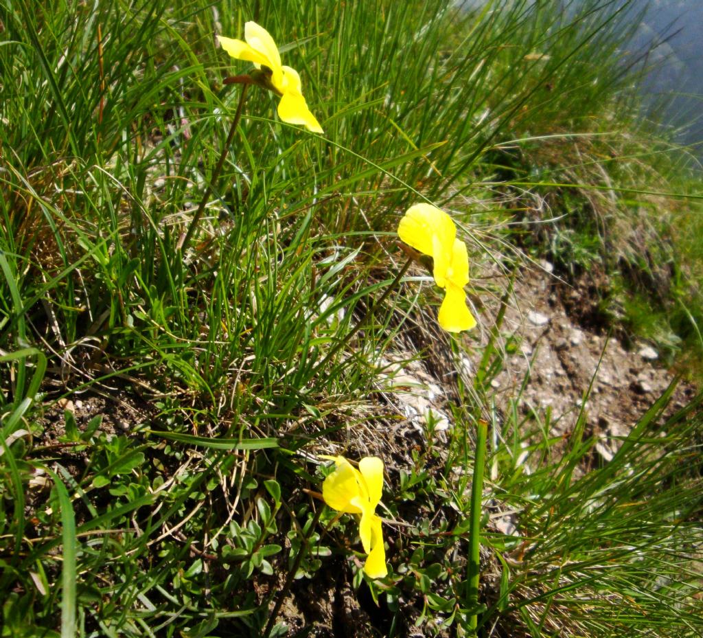 Viola calcarata